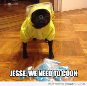 breaking-bad-dog-funny-in-chemical-suit-like-walter-white-from-7772 ...