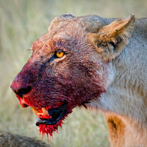 African Lion: After The Kill [Pic]