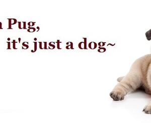 pug facebook cover photos for your timeline pug quotes