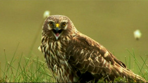 BBC News - Would changing the law protect Britain's birds of prey?