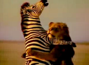 Related Pictures zebra is killing the lion amazing strange unique hd ...