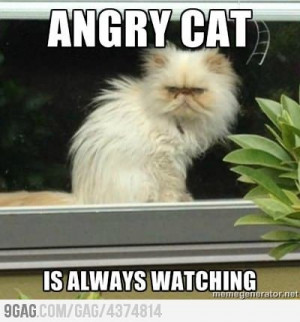 Angry Cat