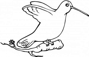 Related Pictures humming bird coloring sheet right click save as free ...