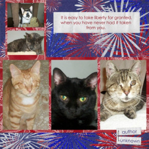 Blind Cat Rescue 4th of July Smilebox