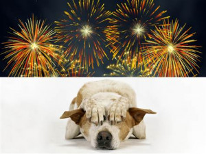 tdy-120622-dog-fireworks-03.grid-6x2 (1)