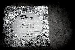 Dove 1-4-11 (NowWeAreFree) Tags: project nikon quote chocolate dove ...