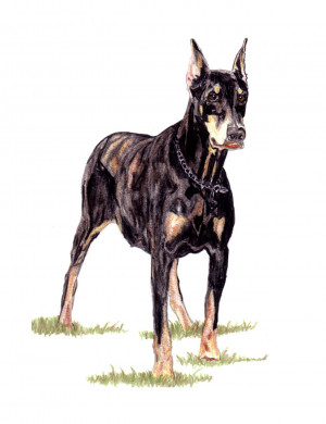 Doberman Pinscher Drawings