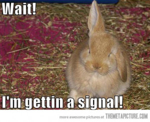 Funny photos funny bunny ears cute