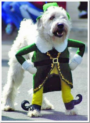 Funny Dog Costume Ideas for Halloween 2014