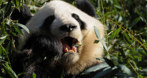 Related Pictures panda bear food web giant panda bears facts