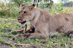 Lioness Defend Baby Baboon after Killing his Mother (10 pics)