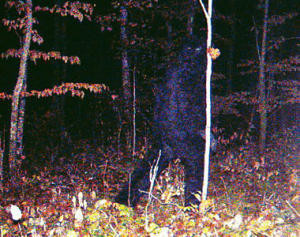 Bigfoot on Trail Cam?