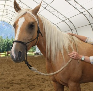 Horsemen Quotes – ‘Reward the Slightest Try’