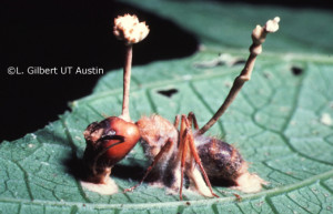 Camponotus ant with Cordyceps lloydii