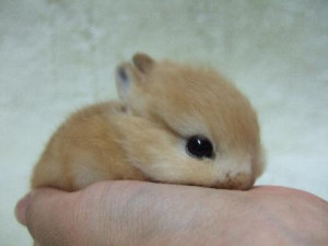 30 pictures of cute bunny, cute bunny pictures, cute bunny
