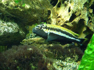 Protagonista de una nueva generacion