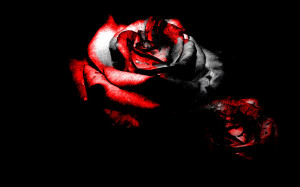 Blackened Blood Rose Background