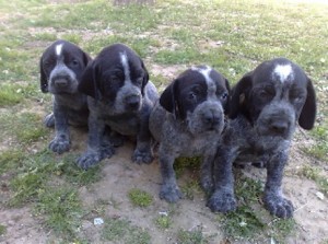 Pachon Navarro split-nose pups
