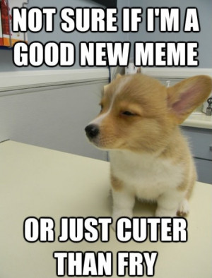 dog funny meme corgi
