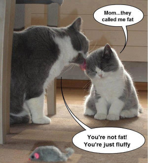 Funny cats – they called me fat