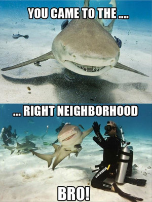 11) Dudebro shark high fives a SCUBA diver