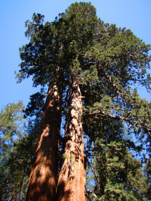 Giant Sequoia Tree Goe Deviantart