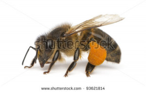 western-honey-bee-or-european-honey-bee-apis-mellifera-carrying-pollen ...