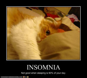 funny pictures cat has insomnia