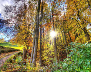 Sun Through The Forest Trees