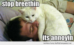 stop breathing cat man face animal annoying lolcat funny pics pictures ...