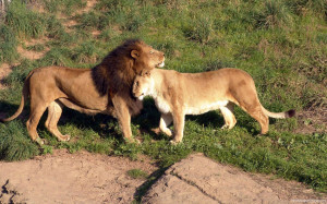 Cute Lion Couple, Pictures, Photos, HD Wallpapers