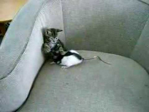 kitty-and-rat-playing-together-super-funny.jpg