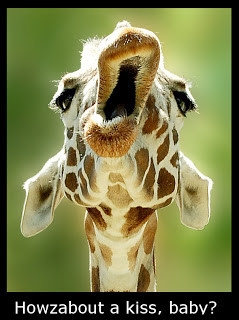 Funny Giraffe Casanova Kisser