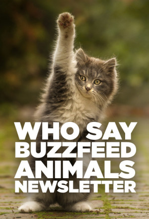 Take A Cute Break With The BuzzFeed Animals Newsletter!