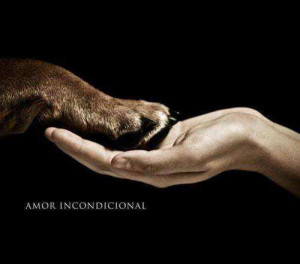 ... , dog, fur, hand, holding hands, love, paw, pet, unconditional love
