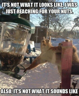 Funny Squirrels Jokes funny squirrel pic Hilarious