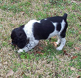 Parler French Brittany puppy