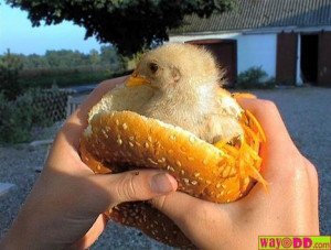Funny chicken images pics photos