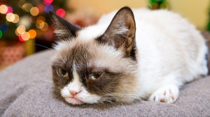 grumpy-cat-other-celebrity-cats-in-hard-to-be-a-cat-at-christmas-music ...