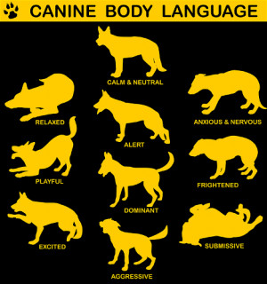 How to Read Your Dog’s Body Language, Modern Dog Magazine