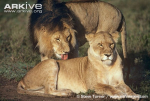 Lion And Lioness Black And White My top collection lion and