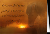 Horse Pet Sympathy Cards