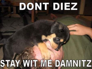 best new funny pictures cat does cpr