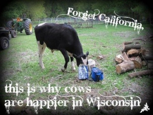 Happy cows are in Wisconsin