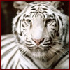 Mascot: White Bengal Tiger