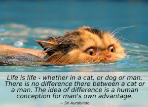 life is life - whether in a cat sri aurobindo