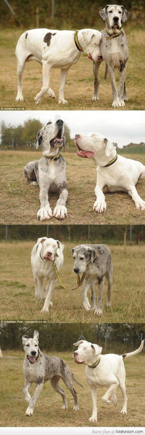 Dog’s Seeing Eye Dog :')