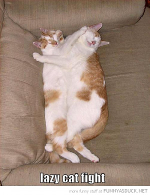 funny-cats-hugging-cuddling-sleeping-lazy-fight-pics