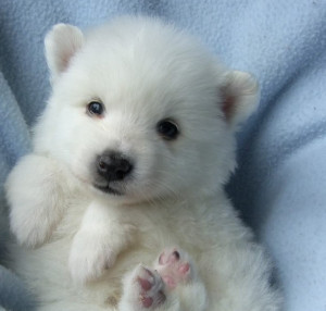 Not sure what is more cute - paws, eyes or little black nose :)