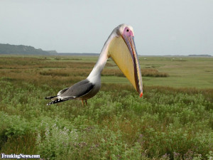 Related Pictures funny pelican
